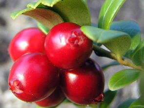 蔓越莓的营养成分有哪些